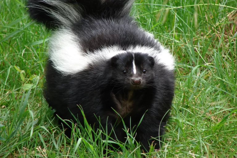 Skunk